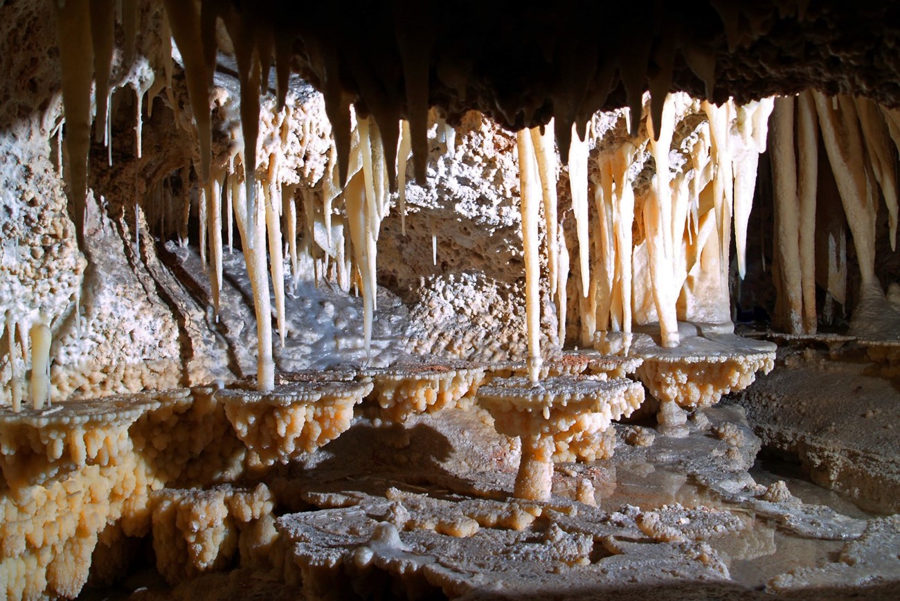 a photo of lilypad and stalagtite cave formations