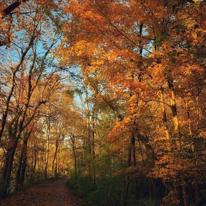 Trees with yellow and orange leaves on either side of a path in a forest.