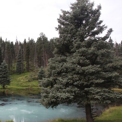 Evergreen tree growing in grass in front of a lake with an evergreen forest in the background.