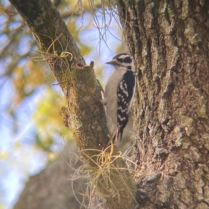 Downy woodpecker on a branch.
