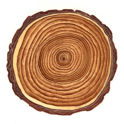 Cross section of a tree with rings.