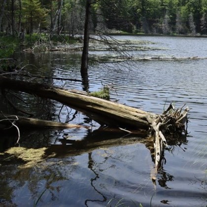 Fallen tree lying a body of water.
