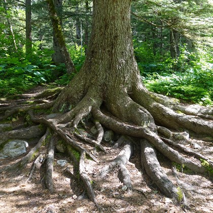 Exposed tree roots.
