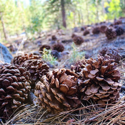 Pinecones laying on fallen pine needles.