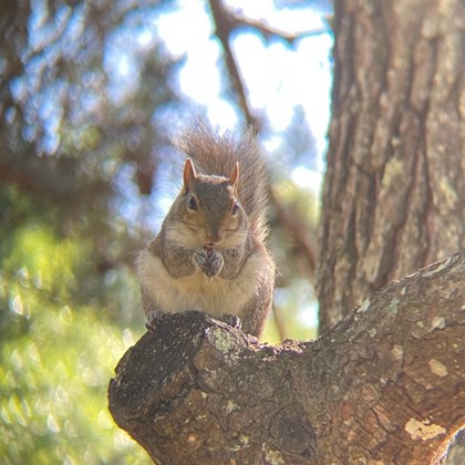 Eastern gray squirrel sitting on end of branch.