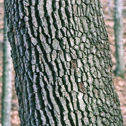 Brown scale-like tree bark.