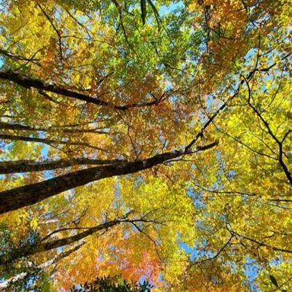 Upward view of green, yellow, and orange leaves of tree canopy.