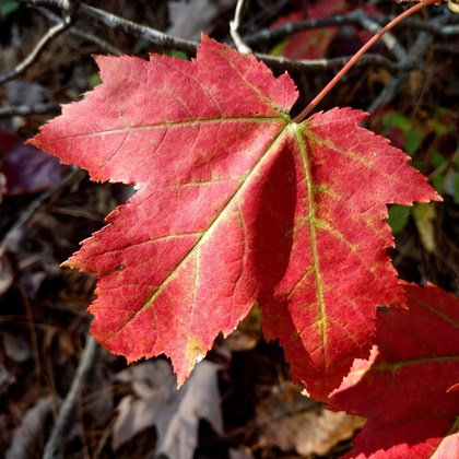 Red leaf on top of brown leaf litter.