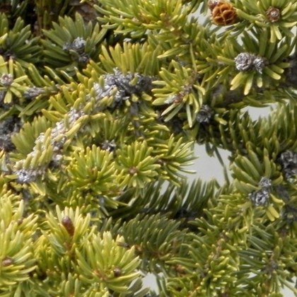 Green scale leaves with blue berries and small pinecones.