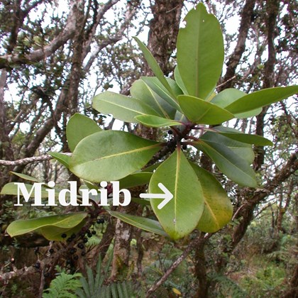 Green leaves with line down the middle of one labelled 