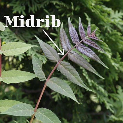 Green leaves shooting off a small branch labelled 