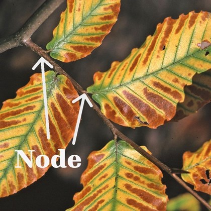 Multicolored leaves growing off a small branch with two leaf origins labelled 