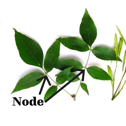 Two small branches with green leaves with two leaf origins labelled 