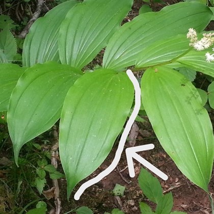 Green leaves with white line and arrow drawn to indicate the smooth edge of a leaf.