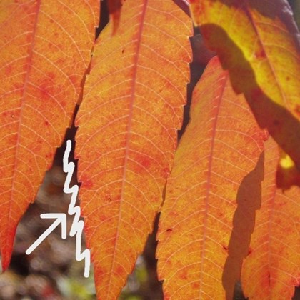 Orange leaves with a white arrow and jagged line drawn to indicate the jagged edge of a leaf.
