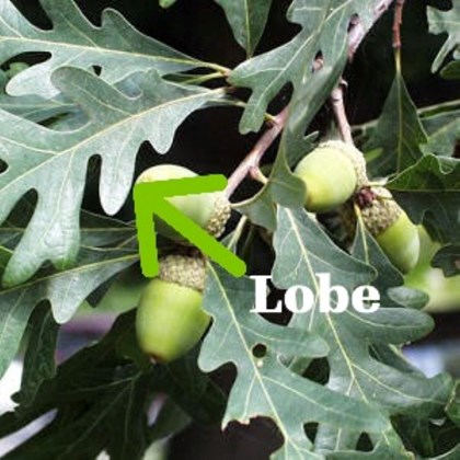 White oak leaves and acorns with arrow and label reading 