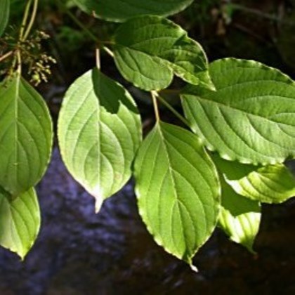 Green rounded leaves with smooth edges.