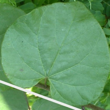 Green upside-down-heart-shaped leaf with white line showing even leaf base.