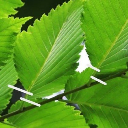 Green leaves growing off a branch with white lines drawn to show uneven leaf bases on two leaves.
