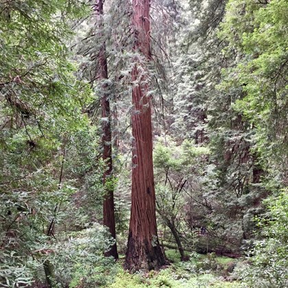 Redwood tree standing in a forest.