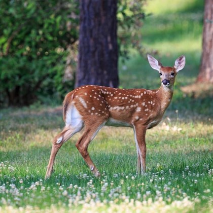 Young white-tailed deer standing in grass.
