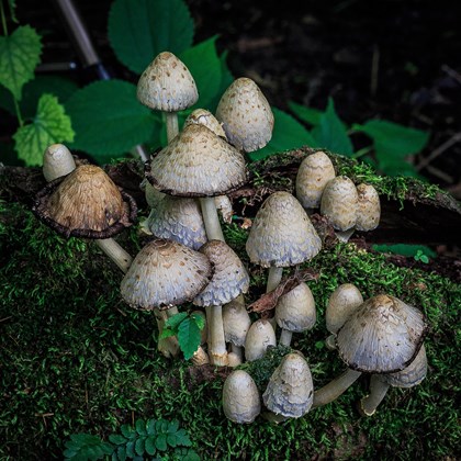 Mushrooms growing on a mossy rock.