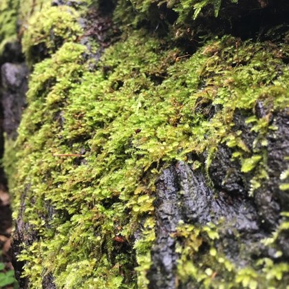 Moss growing on a wet rock.