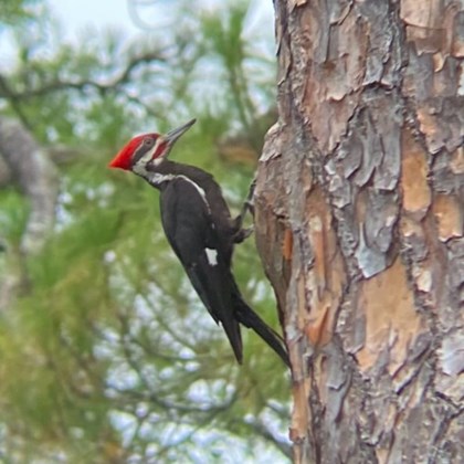 Pileated woodpecker on a tree.