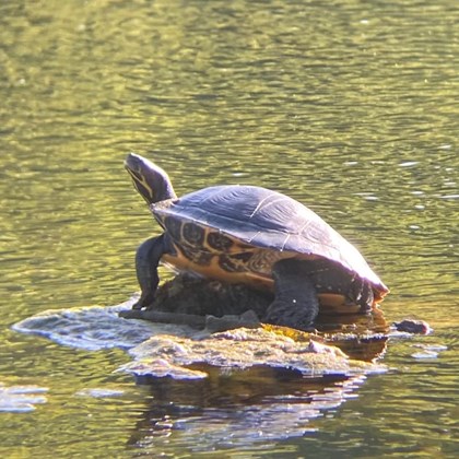 Turtle resting on a rock emerging from water.