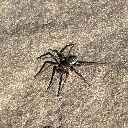 Spider on a stone surface.