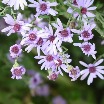 Purple wildflowers with thin petals.