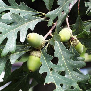 Green oak tree leaves and acorns.