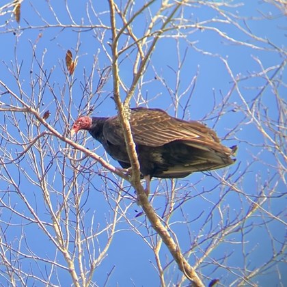 Turkey vulture perched in a tree.