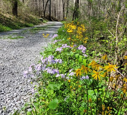Flowers next to gravel road