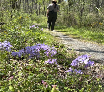 Purple flowers in the front next to a trail with a person further in the back. 