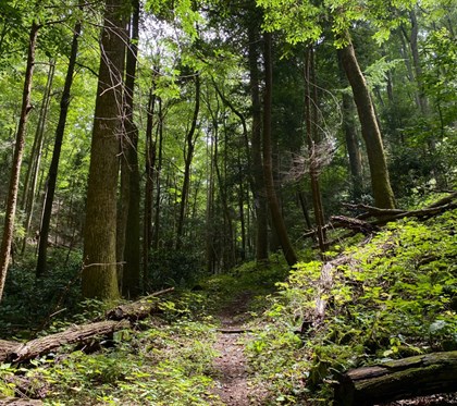 Green wooded forest with a trail splitting in the middle. 