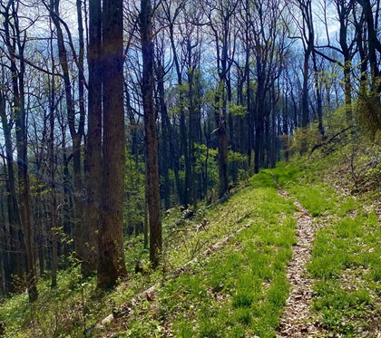 Single track trail on the ridge with trees.
