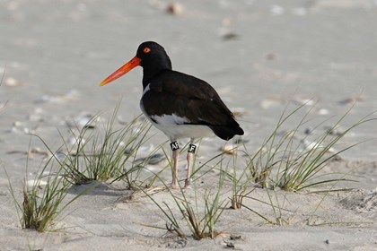 A black and white bird with a red-orange beak stands in some sand with grass. 