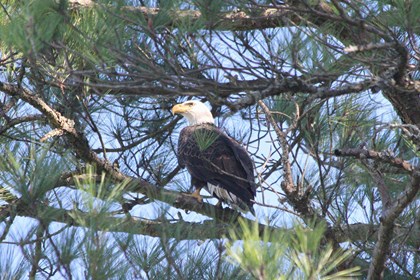 A bald eagle sits on a branch in a pine tree. 