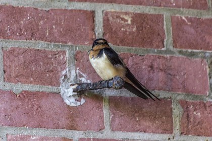 A small barn swallow sits on an old nail embedded into a brick wall. 