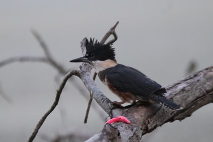 A dark and white bird sits on a branch. 