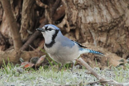 A blue jay stands in grass. 
