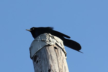 A black bird sits on top of a wooden post. 