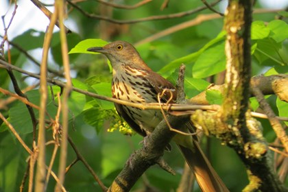 A light brown bird sitting in a tree. 
