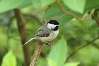 A small bird with a bray back and wings, white belly and cheeks, and black head and chin.