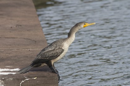 A grey bird sits on the edge of a stone wall, with water below.