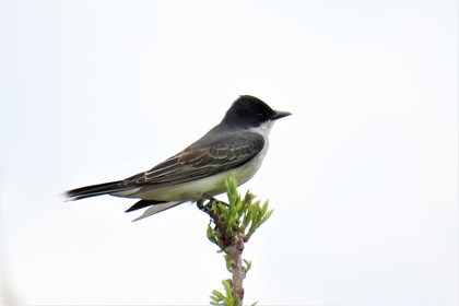 A bird with a dark head and wings and a white body sits on a branch. 
