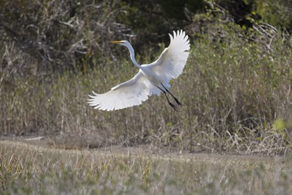 A large white bird takes flight with its wings spread. 