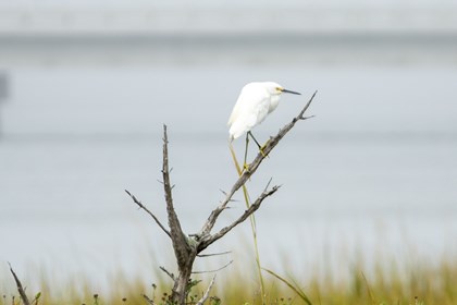 A white egret sits on a dead tree. 