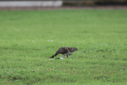 A hawk stands on fresh kill. 